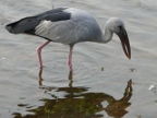 Open-billed-Stork-1